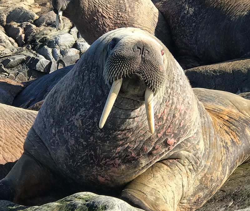 Icelandic walrus exterminated…not all that long ago