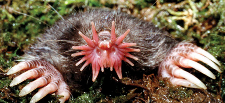 Photo of Star Nosed Mole